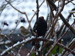 FZ011015 Blackbird (Turdus merula) on snow covered branch.jpg